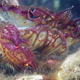 Illustration for article titled Perhaps the Most Beautiful Undersea Photography Weve Ever Seen
